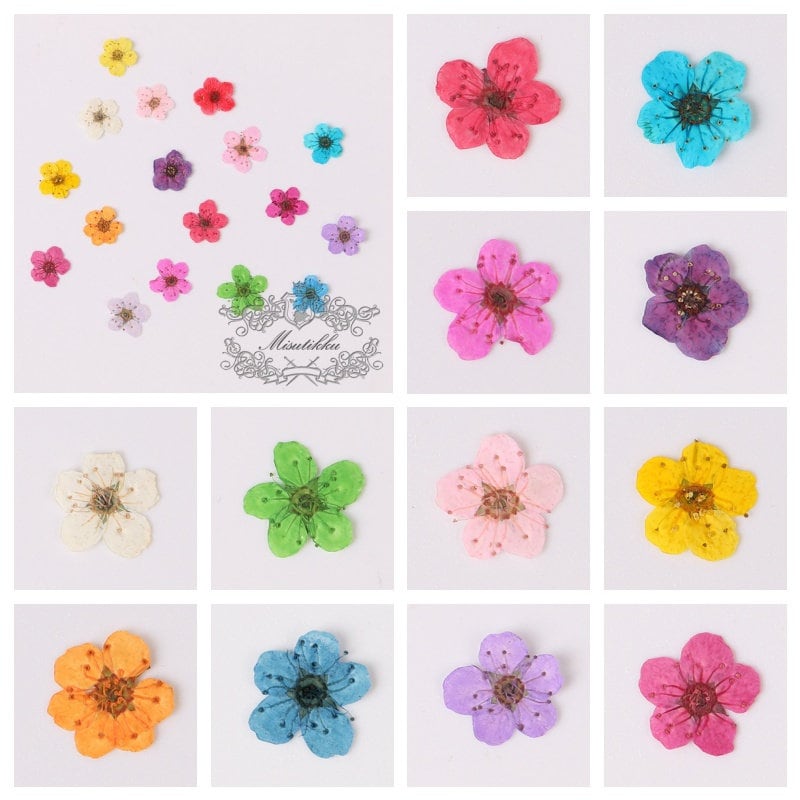 20 PCS Set (0.5-0.8CM) Pressed Tiny Flower Bridal Wreath, Mixed Small Nail Dried Flower, Preserved Dry Flat Flowers, Dried Flower For Nails