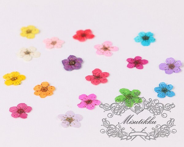 20 PCS Set (0.5-0.8CM) Pressed Tiny Flower Bridal Wreath, Mixed Small Nail Dried Flower, Preserved Dry Flat Flowers, Dried Flower For Nails