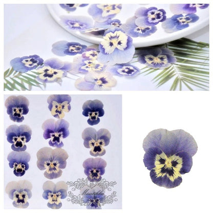 20 PCS set (3-5CM) Pressed Pansy Flowers, Preserved Dried Pansies, Pressed Blue Pansy Viola Flowers, Real Viola Pansy, Flat Dried Pansies