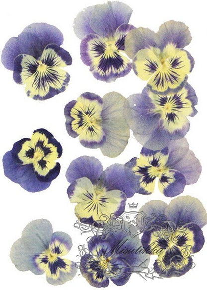 20 PCS set (3-5CM) Pressed Pansy Flowers, Preserved Dried Pansies, Pressed Blue Pansy Viola Flowers, Real Viola Pansy, Flat Dried Pansies