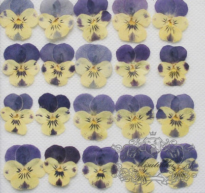 20 PCS set (2-3CM) Pressed Pansy Flowers, Preserved Dried Pansy, Pressed Blue Viola Pansy Flowers, Dry Viola Pansy, Real Flat Pansies