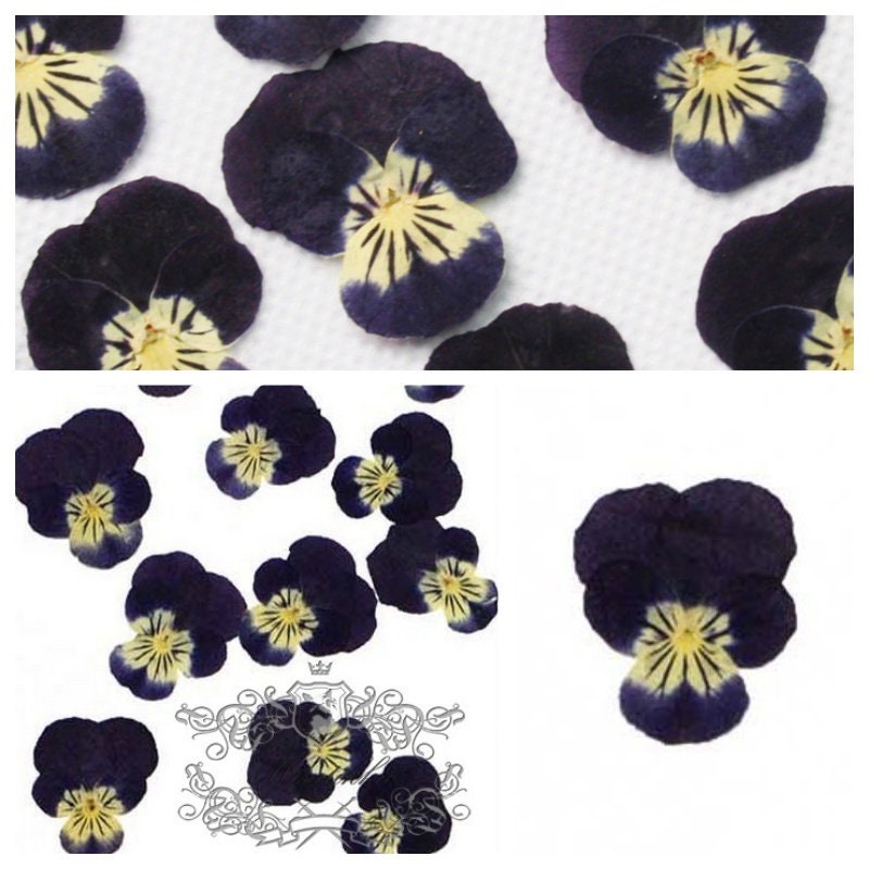 20 PCS set (2-3CM) Pressed Viola Pansy Flowers, Preserved Viola Flowers, Pressed Black Viola Pansy Flowers, Viola Flat Dry Real Pansies