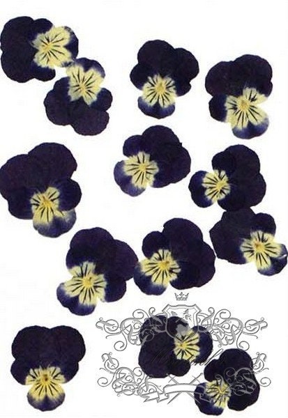 20 PCS set (2-3CM) Pressed Viola Pansy Flowers, Preserved Viola Flowers, Pressed Black Viola Pansy Flowers, Viola Flat Dry Real Pansies