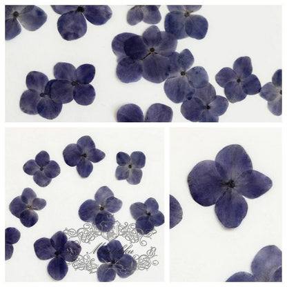 20 PCS/Set (2-3CM) Pressed Hydrangea Flowers, Natural Dried Pressed Flower, Dried Real Hydrangea Flowers, Preserved Flat Hydrangea Flowers