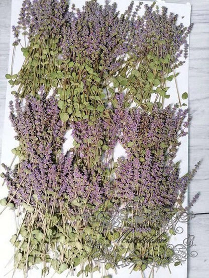 20 PCS Set Dried Pressed Purple Flower Stems Real Pressed Flowers Dry Natural Preserved Flowers Stems Real Flat Flower Stems (5-8CM)