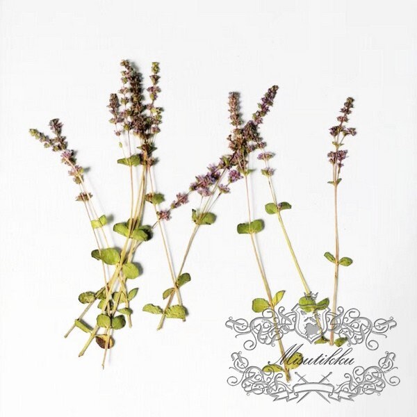 20 PCS Set Dried Pressed Purple Flower Stems Real Pressed Flowers Dry Natural Preserved Flowers Stems Real Flat Flower Stems (5-8CM)