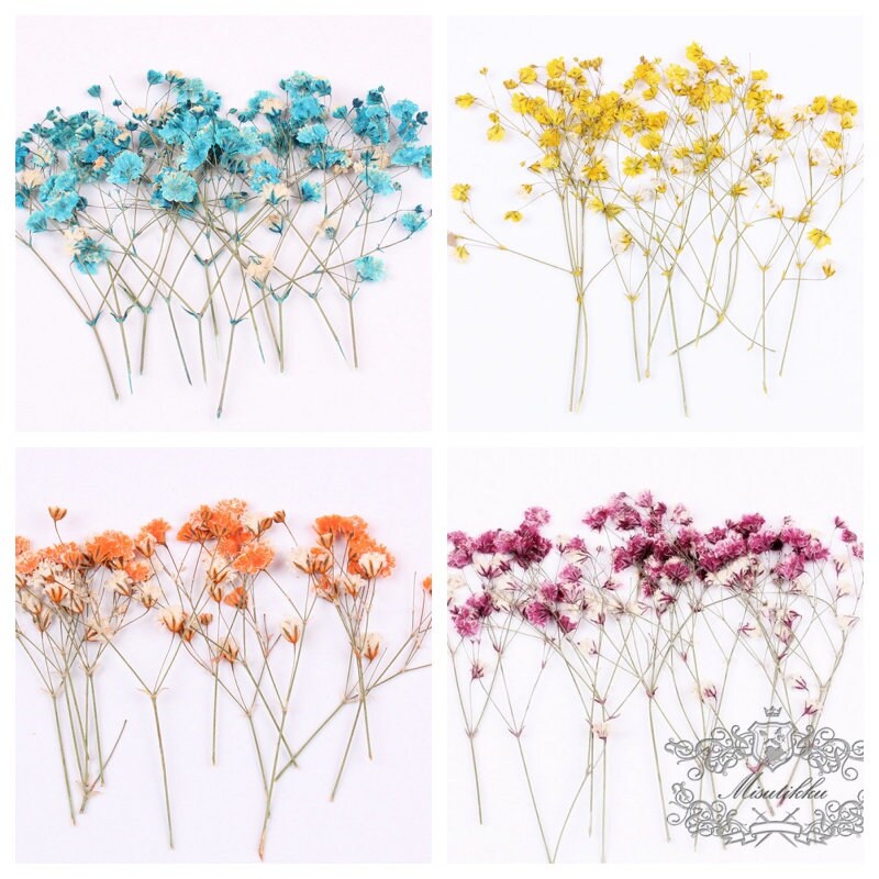 20 PCS Set (4-6CM) Mixed Baby's Breath Dried Pressed Flower, Flat Pressed Dry Flowers, Dried Gypsophila Flowers, Preserved Real Flower Stems