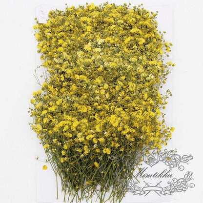 20 PCS Set (4-6CM) Dried Pressed Yellow Baby's Breath Flowers, Pressed Yellow Flower Stems, Flat Gypsophila Flowers, Preserved Dried Flower