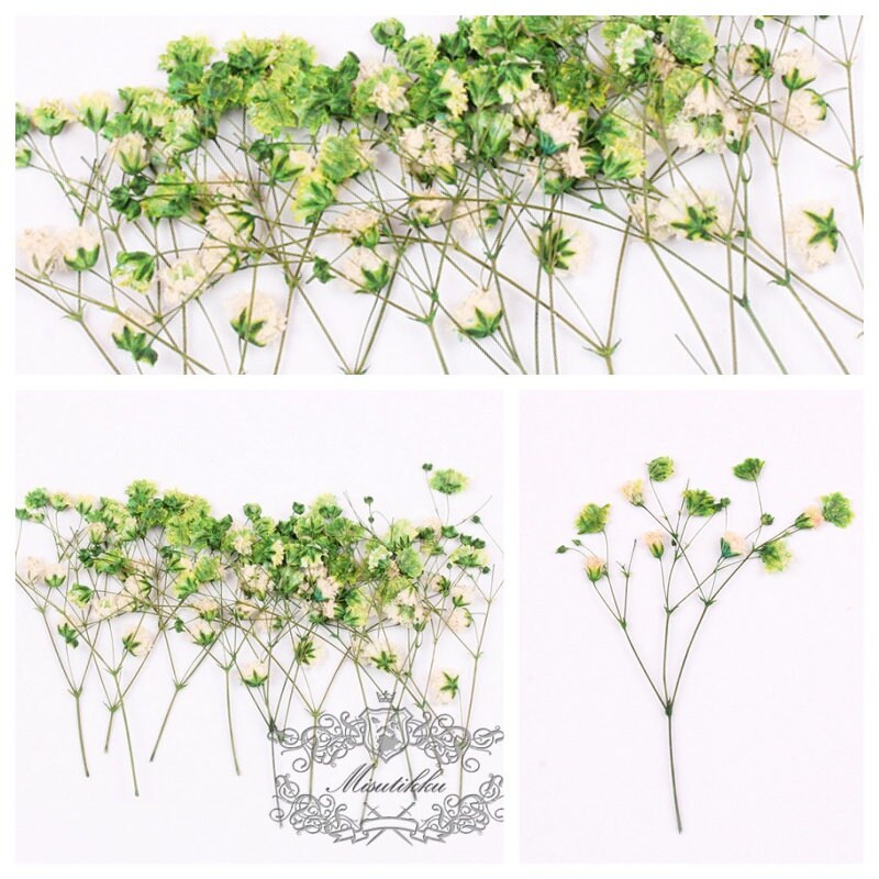 20 PCS Set (4-6CM) Pressed Green Baby's Breath Dried Flowers, Dry Flower Stems, Pressed Real Gypsophila Flowers, Preserved Flat Flower