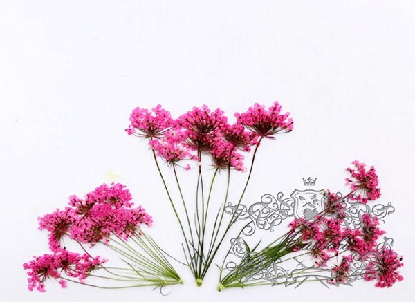 12 PCS Set (5-8CM) Dried Pressed Flower Queen Anne’s lace Stems, Real Dried Flower Stems, Preserved Hot Pink Queen Anne’s Lace Flat Flower