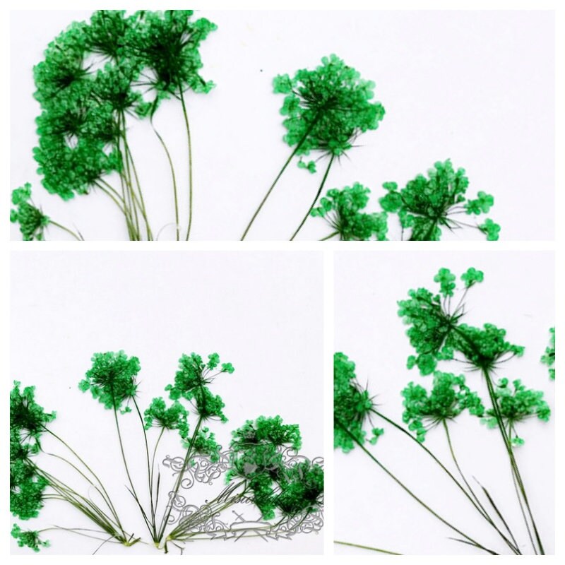 12 PCS Set (5-8CM) Pressed Dried Green Queen Anne’s Lace, Pressed Flat Real Flower Stems, Dried Preserved Dark Green Queen Anne’s Lace