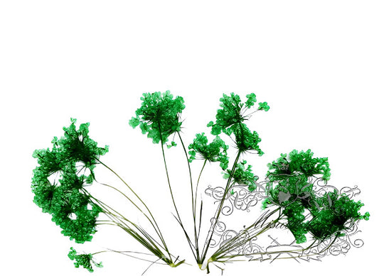 12 PCS Set (5-8CM) Pressed Dried Green Queen Anne’s Lace, Pressed Flat Real Flower Stems, Dried Preserved Dark Green Queen Anne’s Lace