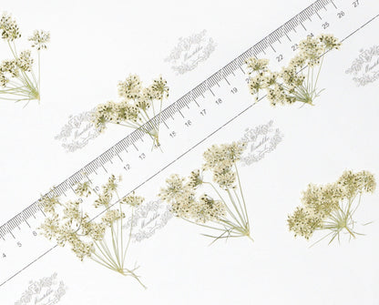 12 PCS Set (5-8CM) Real Pressed White Queen Anne’s lace Flower, Dried Pressed White Flower Stems, Preserved Queen Anne’s Lace Flower Flat