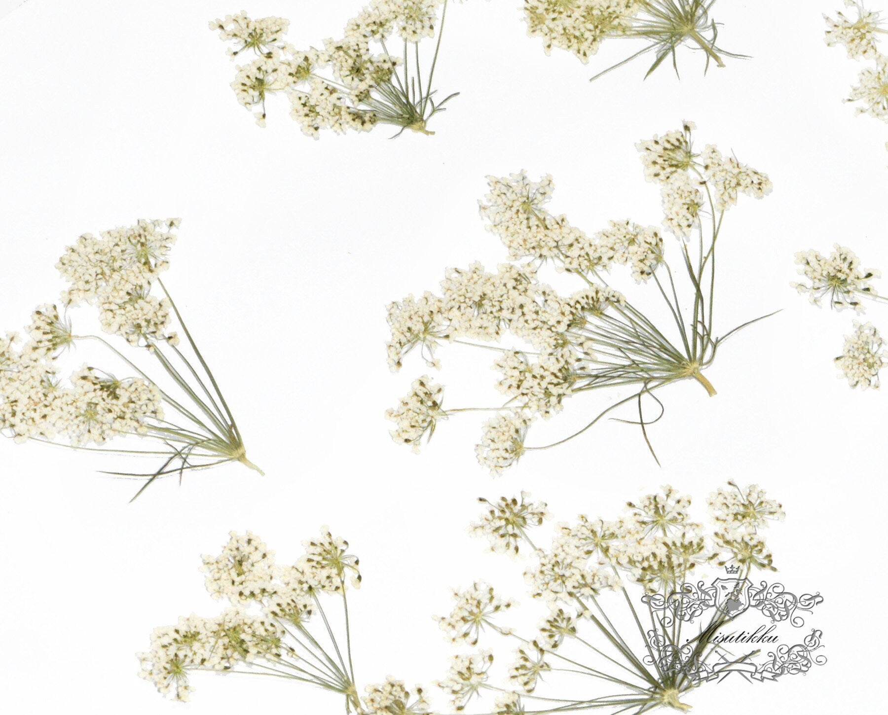 12 PCS Set (5-8CM) Real Pressed White Queen Anne’s lace Flower, Dried Pressed White Flower Stems, Preserved Queen Anne’s Lace Flower Flat