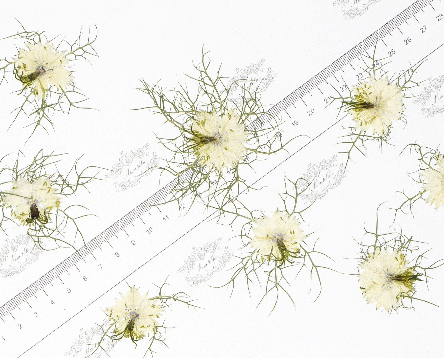 20 PCS Set (3-6CM) Real Dry Pressed Flower White Nigella Flower Pressed Dried Flower Preserved Natural White Flowers Flat Wild flowers