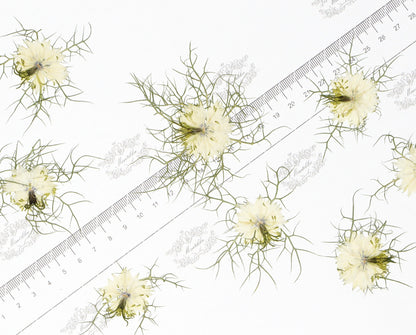 20 PCS Set (3-6CM) Real Dry Pressed Flower White Nigella Flower Pressed Dried Flower Preserved Natural White Flowers Flat Wild flowers