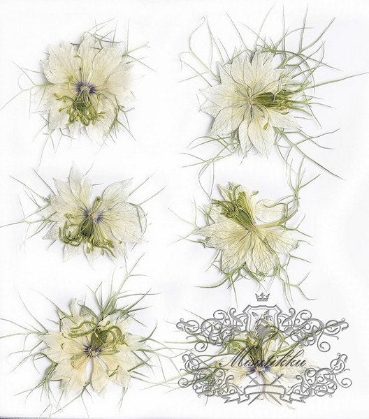 20 PCS Set (3-6CM) Real Dry Pressed Flower White Nigella Flower Pressed Dried Flower Preserved Natural White Flowers Flat Wild flowers