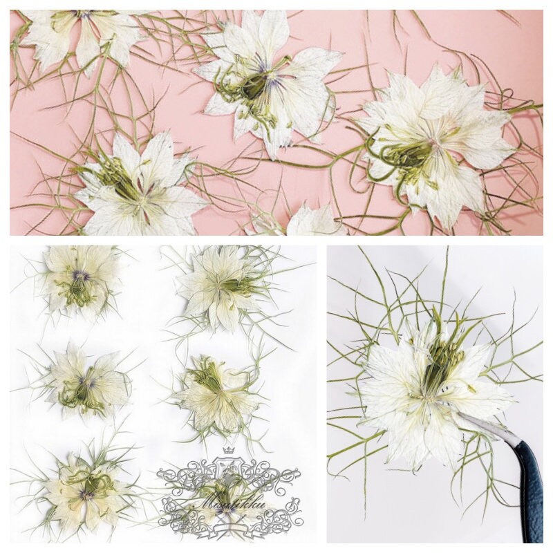 20 PCS Set (3-6CM) Real Dry Pressed Flower White Nigella Flower Pressed Dried Flower Preserved Natural White Flowers Flat Wild flowers