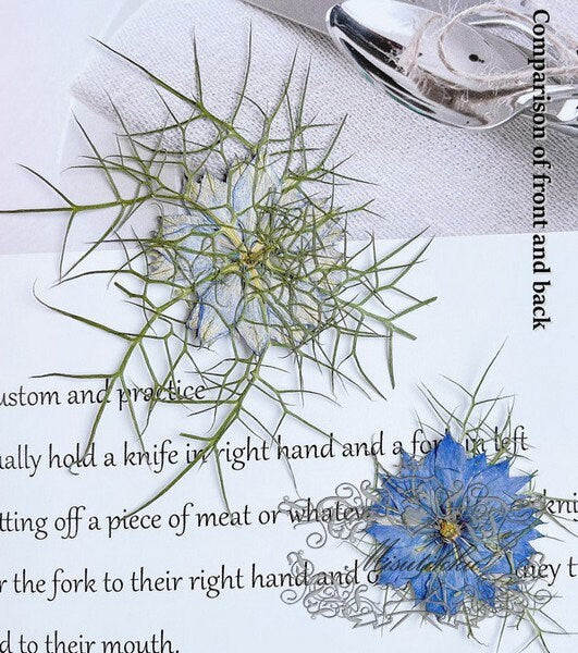 20 PCS Set (3.5-5CM) Pressed Flowers Blue Nigella Natural Pressed dry Flower Preserved Real Flat Dried Flowers Natural flower Petals