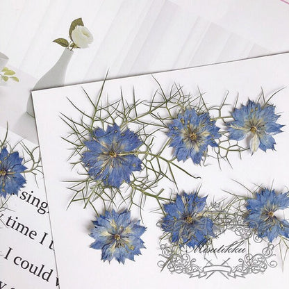 20 PCS Set (3.5-5CM) Pressed Flowers Blue Nigella Natural Pressed dry Flower Preserved Real Flat Dried Flowers Natural flower Petals