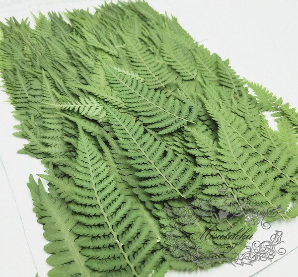 20 PCS Set (4-8CM) Dried Pressed Leaves, Real Pressed Dried Green Fern, Pressed Flower, Preserved Greenery Leaf, Flat Dry Leaves Foliage