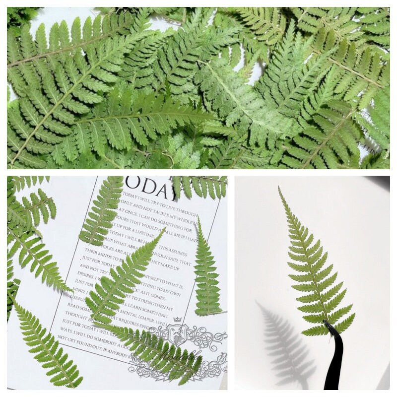 20 PCS Set (4-8CM) Dried Pressed Leaves, Real Pressed Dried Green Fern, Pressed Flower, Preserved Greenery Leaf, Flat Dry Leaves Foliage