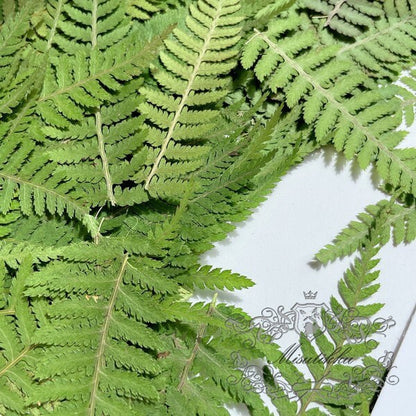 20 PCS Set (4-8CM) Dried Pressed Leaves, Real Pressed Dried Green Fern, Pressed Flower, Preserved Greenery Leaf, Flat Dry Leaves Foliage