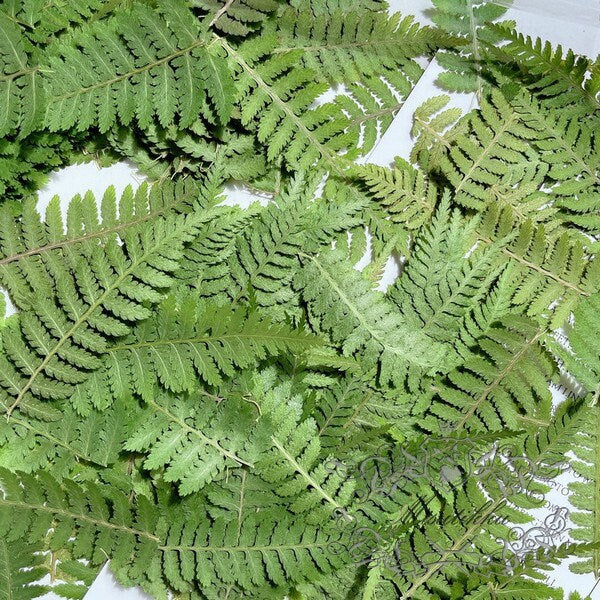 20 PCS Set (4-8CM) Dried Pressed Leaves, Real Pressed Dried Green Fern, Pressed Flower, Preserved Greenery Leaf, Flat Dry Leaves Foliage