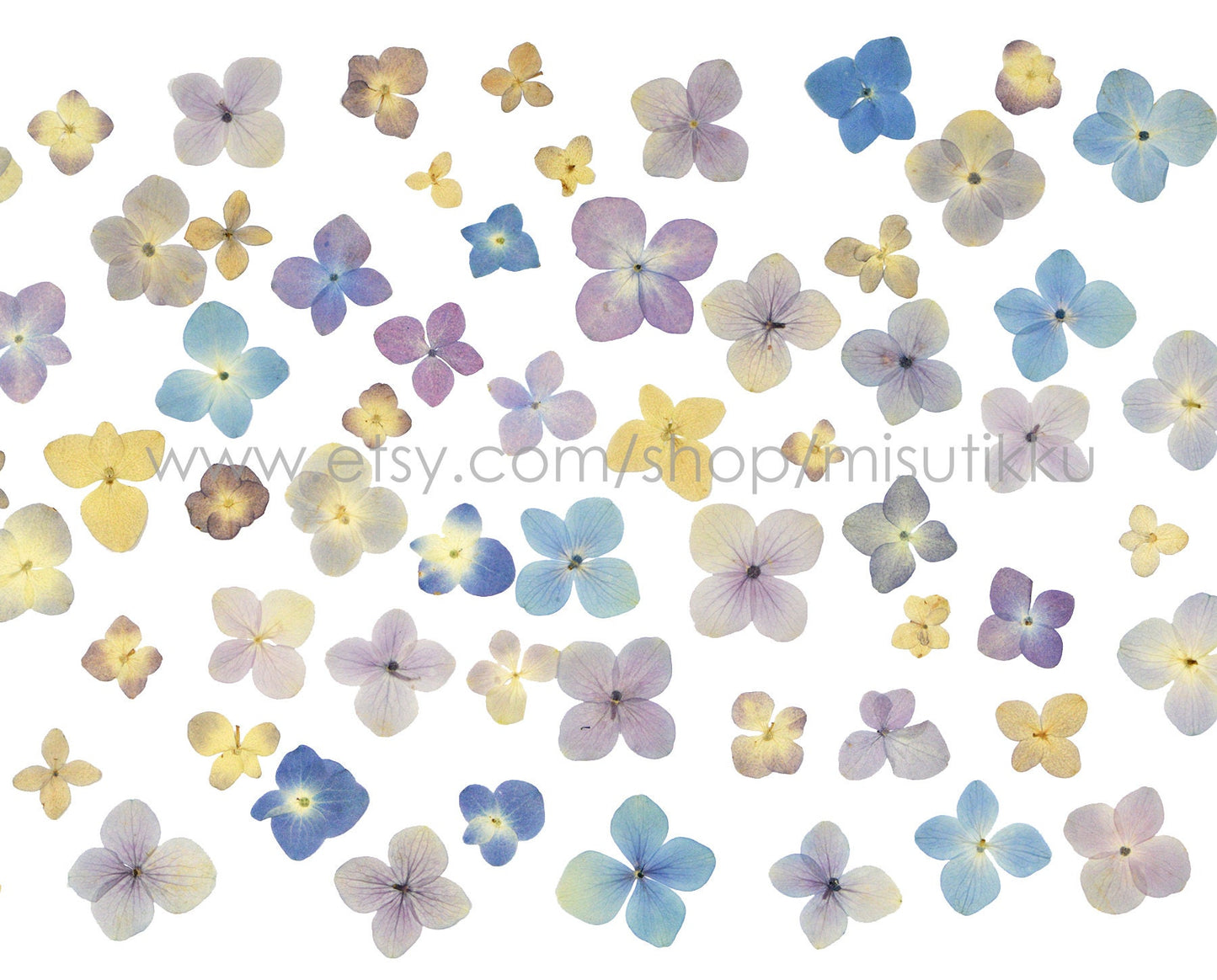 100 PCS Set (2-3CM) Mixed Pressed Hydrangea Flowers, Natural Color Dried Flowers, Hydrangea Dried Flowers, Preserved Real Hydrangea Flowers