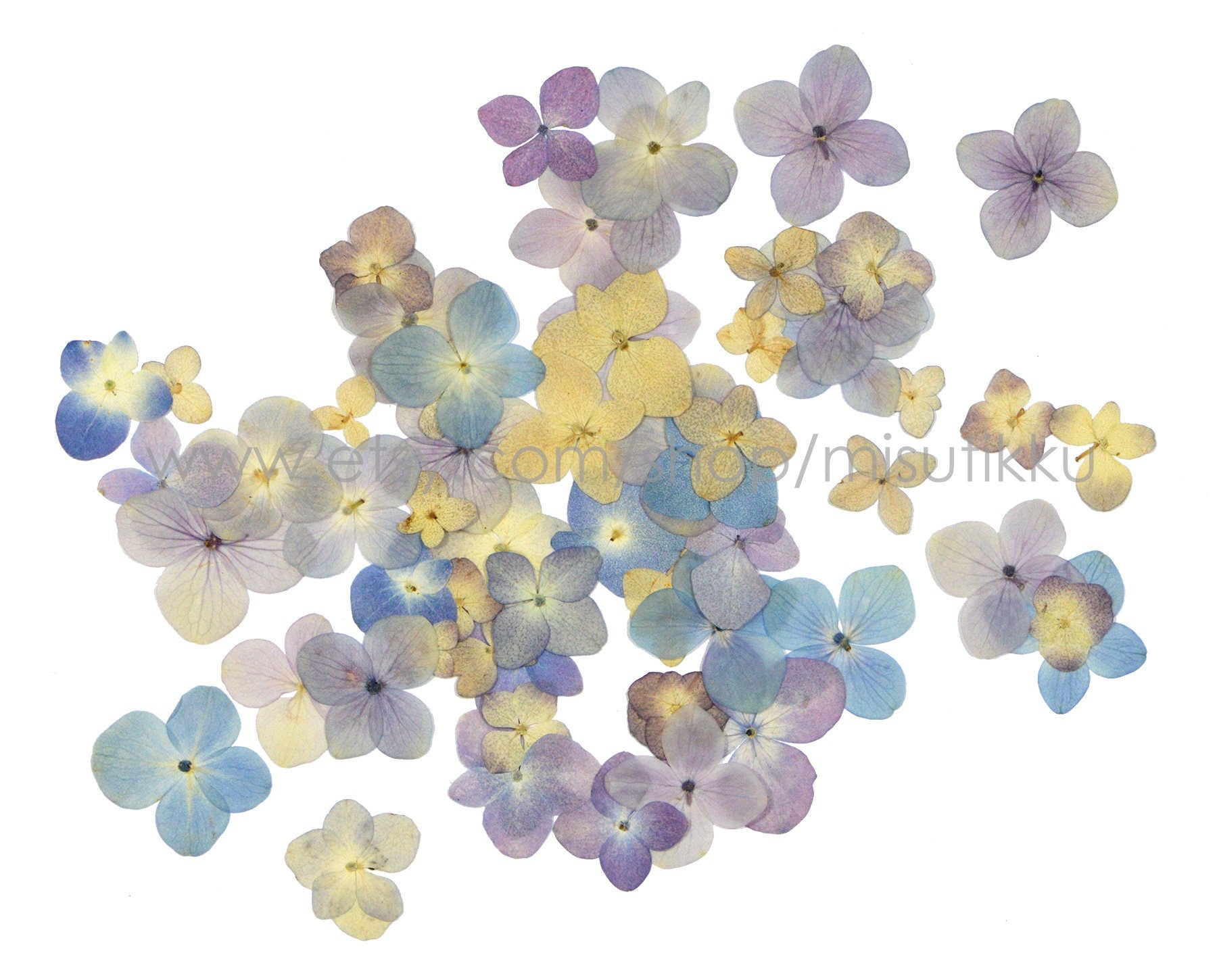 100 PCS Set (2-3CM) Mixed Pressed Hydrangea Flowers, Natural Color Dried Flowers, Hydrangea Dried Flowers, Preserved Real Hydrangea Flowers