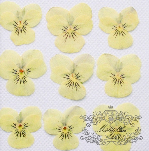 20 PCS set (2 Sizes) Pansy Pressed Flowers, Dried Pansies Flower, Pressed Ivory white Pansy Viola Flower, Real Viola Pansy, Flat Dry Pansies