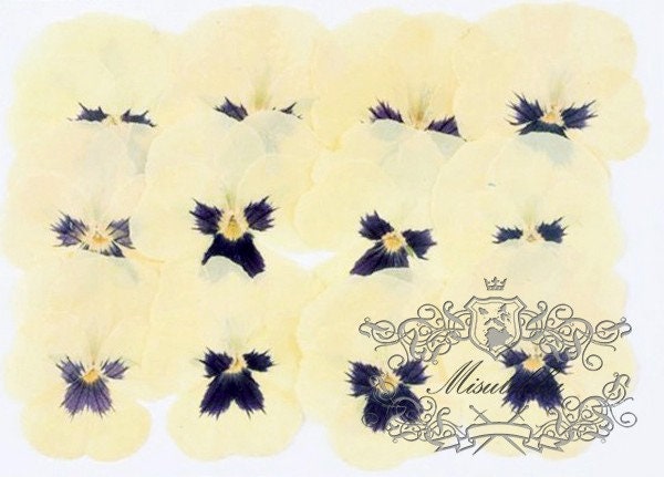 20 PCS Set (4-5CM) Pressed Flower Pansy, Ivory White Viola Dried Flower, Pressed Viola Pansies, Dried Flat Viola Pansy, Preserved Real Viola