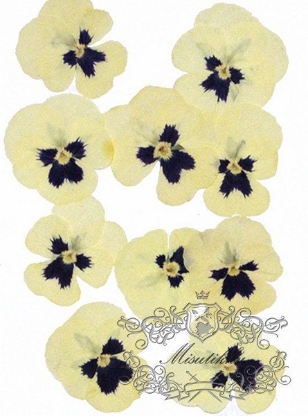 20 PCS Set (4-5CM) Pressed Flower Pansy, Ivory White Viola Dried Flower, Pressed Viola Pansies, Dried Flat Viola Pansy, Preserved Real Viola