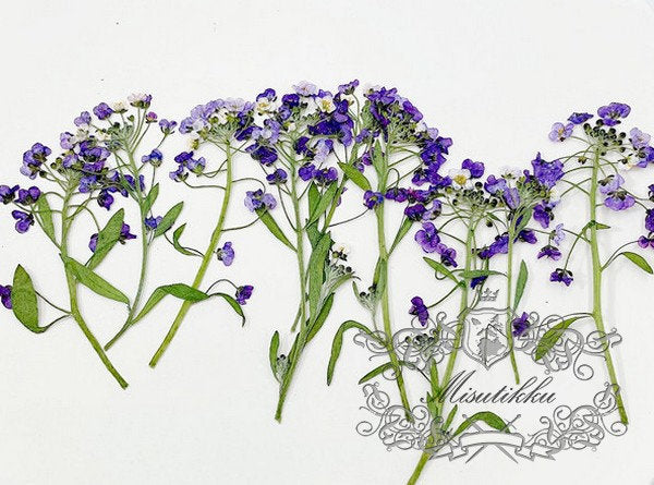 20 PCS (5-8CM) Pressed Purple Flower Alyssum, Pressed Alyssum Dry Flower, Real Purple Flower Stems, Pressed Flower Dried Flat Alyssum