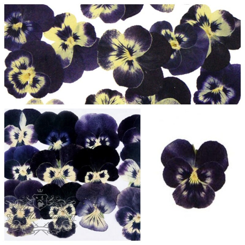 20 PCS Set (3.5-4.5CM) Pressed Flower Viola, Dried Pansy Flowers, Pressed Viola Pansy, Dried Preserved Viola Pansies, Pressed Real Viola