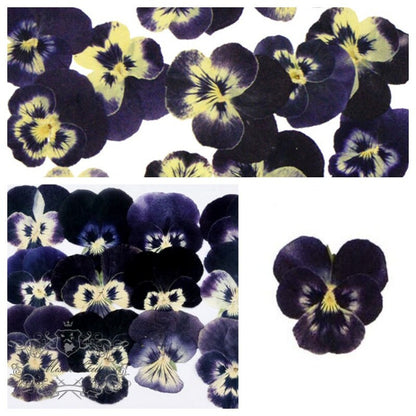 20 PCS Set (3.5-4.5CM) Pressed Flower Viola, Dried Pansy Flowers, Pressed Viola Pansy, Dried Preserved Viola Pansies, Pressed Real Viola