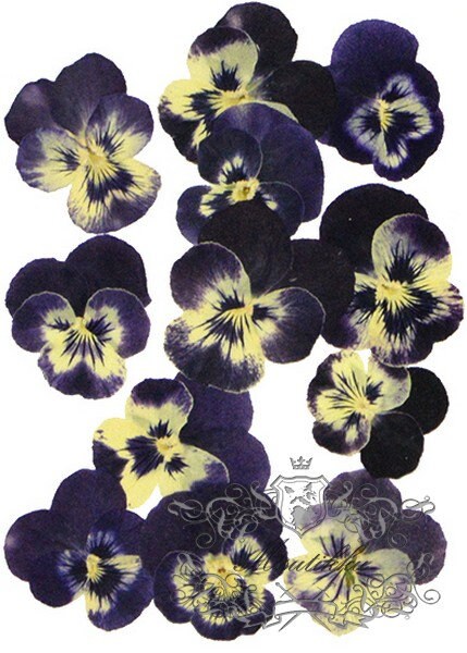 20 PCS Set (3.5-4.5CM) Pressed Flower Viola, Dried Pansy Flowers, Pressed Viola Pansy, Dried Preserved Viola Pansies, Pressed Real Viola