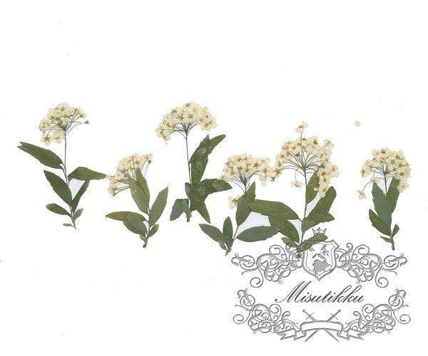 pressed white lily 20 PCS Set (4-7CM) Real Pressed White Flower with stems, Dried Pressed – Misutikku