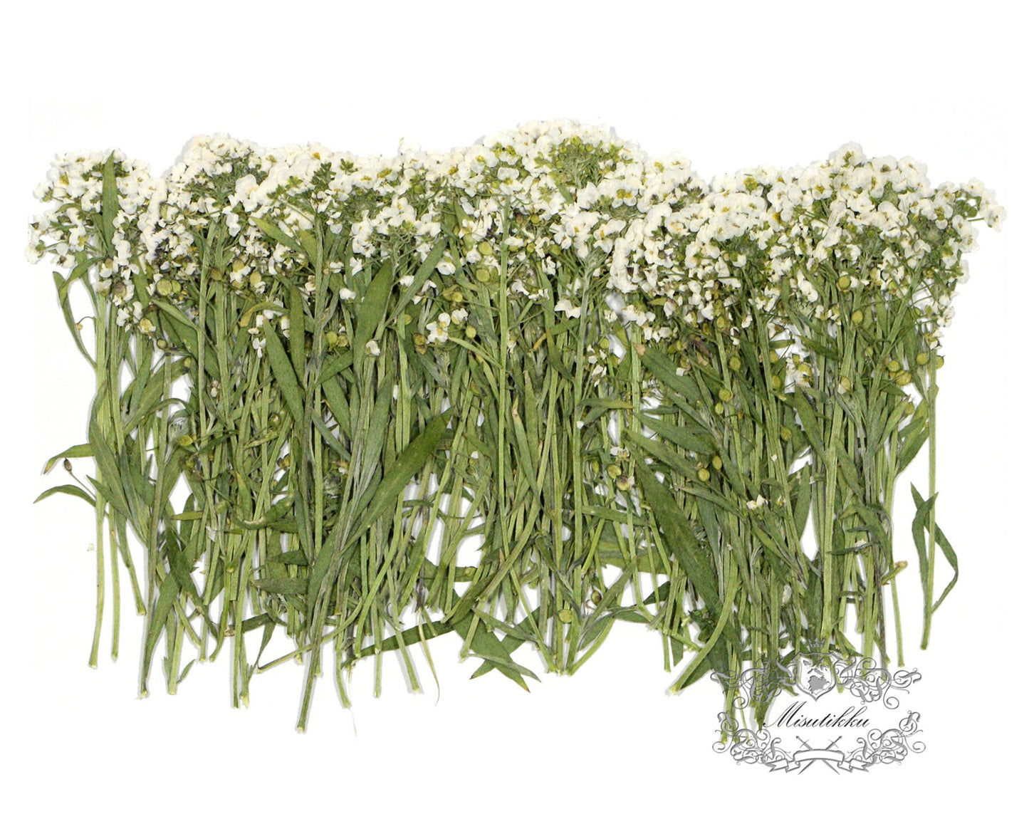 20 PCS (5-8CM) Pressed Dried Flower Alyssum, Dried Pressed Alyssum Flower, Real Ivory White Flower Stems, Flat Dried Alyssum Pressed Flowers