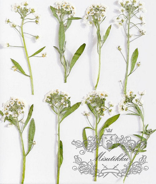 20 PCS (5-8CM) Pressed Dried Flower Alyssum, Dried Pressed Alyssum Flower, Real Ivory White Flower Stems, Flat Dried Alyssum Pressed Flowers