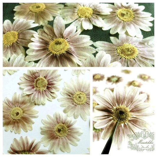 20 PCS Set (4-6CM) Dried Pressed Flowers, Large Persian Chrysanthemum Flowers, Real Natural Pressed Flat Flowers, Dried Preserved Flowers