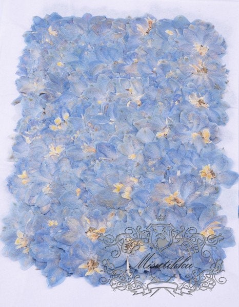 20 PCS Set (4-5CM) Pressed Larkspur Dried Flowers, Pressed Blue Larkspur Flowers, Large Real Pressed Flowers, Preserved Flat Dry Flowers