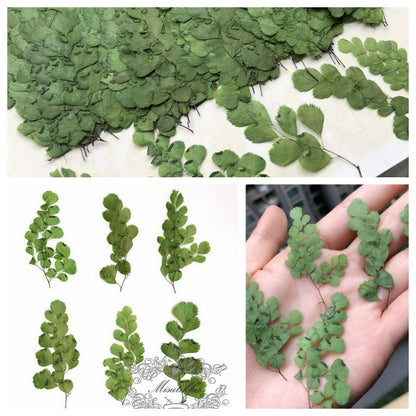 12 PCS Set (4-7CM) Pressed Green Leaves, Pressed Real Flat Leaves, Pressed Dried Fern, Pressed Dried Flower Leaf, Preserved Greenery Foliage