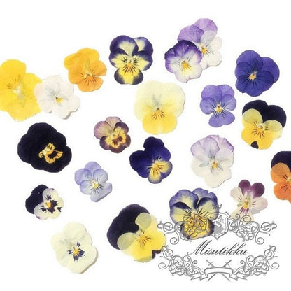 20 PCS Set (2-5CM) Dried Pressed Pansy Flowers, real Mixed dried Pansy Pressed Viola Flower, Dried Pansies, Flat Dried Viola Flower Bulk