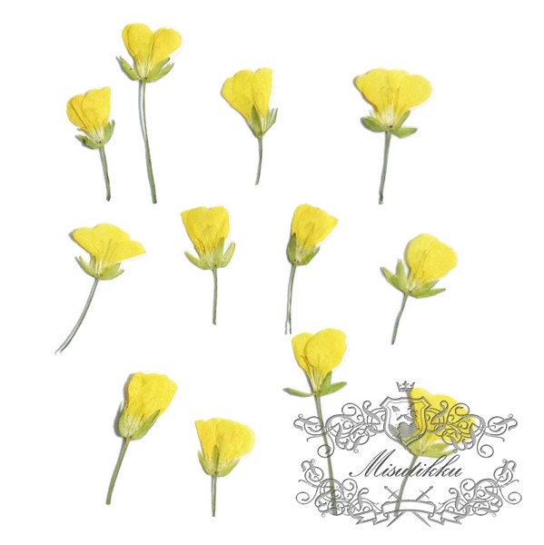 20 PCS (0.8-1.5CM) Pressed Small Flowers, Real Yellow Cole Flower, Tiny Flower Buds, Dried Tiny Flower, Preserved Dry Yellow Flat Flowers