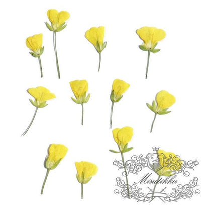 20 PCS (0.8-1.5CM) Pressed Small Flowers, Real Yellow Cole Flower, Tiny Flower Buds, Dried Tiny Flower, Preserved Dry Yellow Flat Flowers