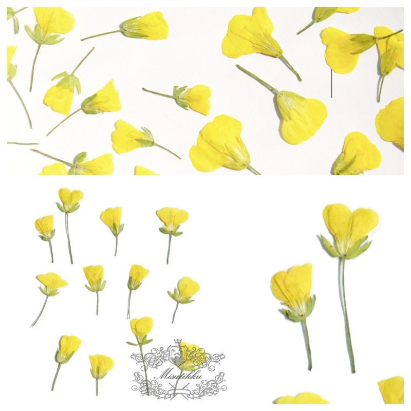 20 PCS (0.8-1.5CM) Pressed Small Flowers, Real Yellow Cole Flower, Tiny Flower Buds, Dried Tiny Flower, Preserved Dry Yellow Flat Flowers