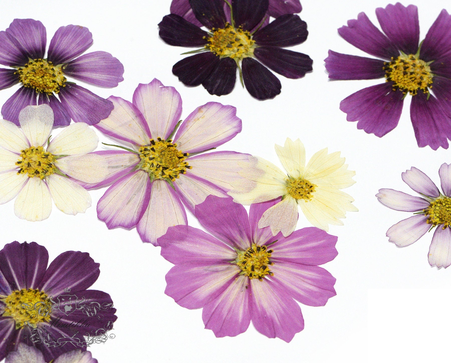 12 PCS Set (4-15CM) Mixed Pressed Cosmos, Dried Cosmos Pressed Flowers, Real Dried Pressed Flowers, Preserved Large Purple Dried Flowers