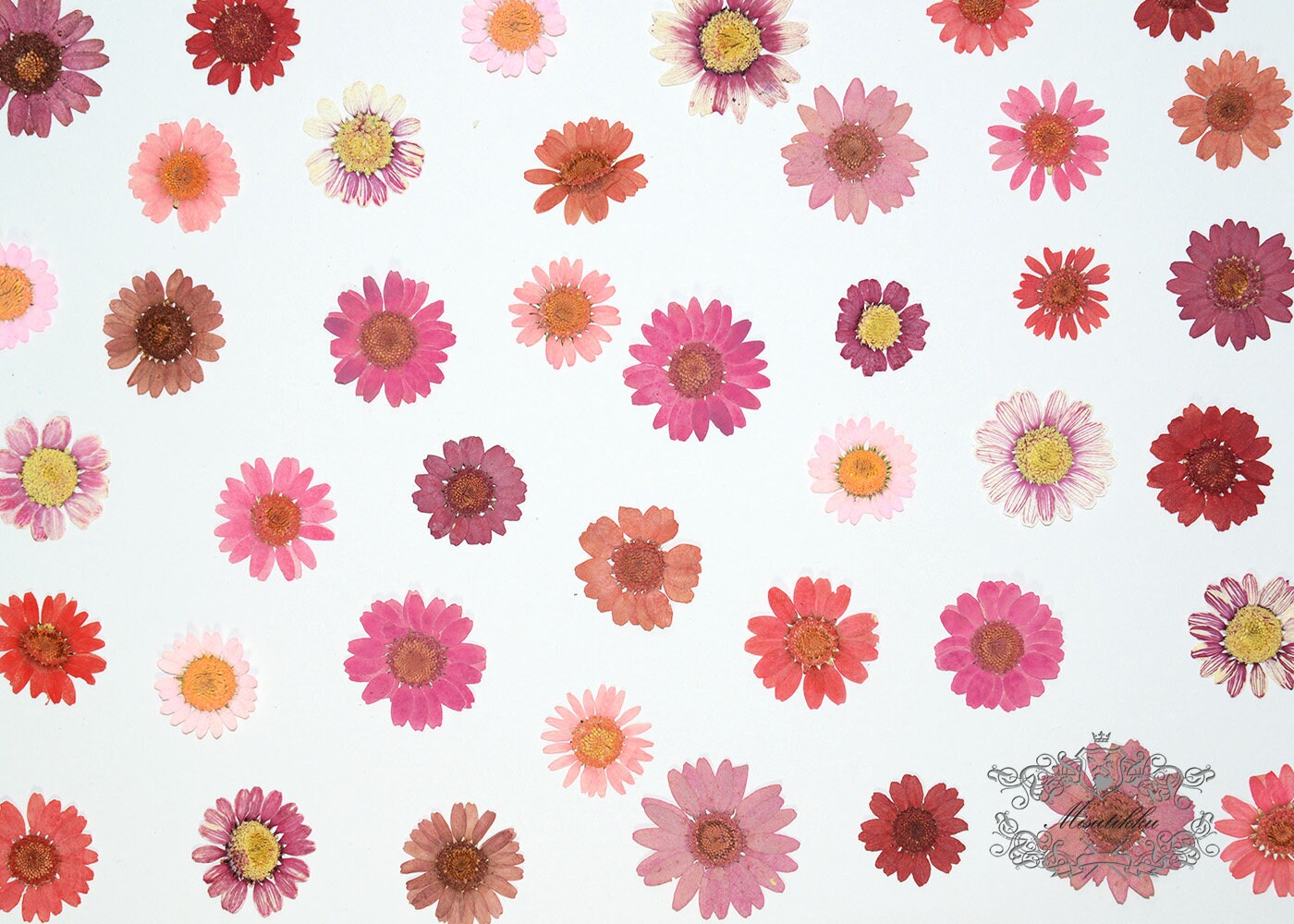 20 PCS Set (2-3CM) Mixed Pressed Daisy Flower Real Dried Daisies Pressed Flower Pink Daisy Dried Flower Pressed Red Daisies Dried Flower