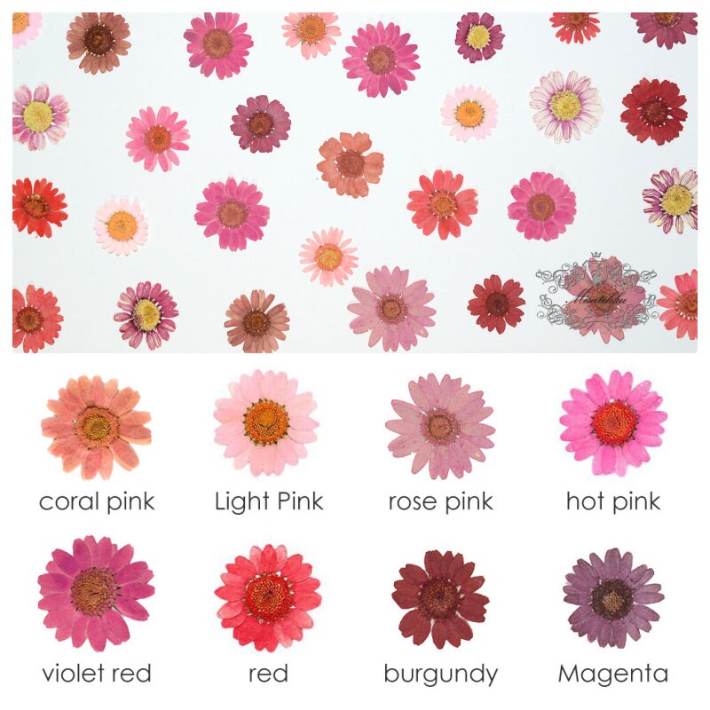 12 PCS Set (2-3CM) Pressed Pink Daisy Flower, Real Daisies Pressed Dried Flower, Pink Daisies Flat Flower, Pressed Red Daisy Dried Flower